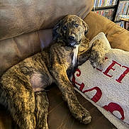 Timmy joined the competition — help win amazing prizes! puppy, dog, brindle, couch, leather, pillow, relaxed, indoor, home, shelf, dvds, brown, furniture, pet, canine, laying_down, cozy, looking_at_camera, paw, casual