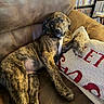 puppy, dog, brindle, couch, leather, pillow, relaxed, indoor, home, shelf, dvds, brown, furniture, pet, canine, laying_down, cozy, looking_at_camera, paw, casual
