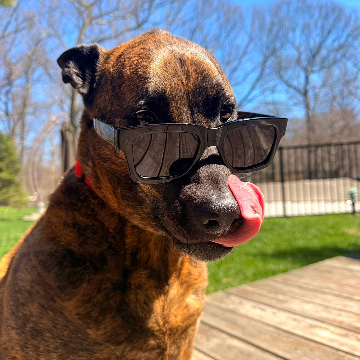 Hazel joined the competition — help win amazing prizes! dog, sunglasses, tongue, licking, outdoor, sunny, blue_sky, trees, wooden_deck, grass, pet, canine, brown_fur, closeup, summer, sunlight, shade, cool, animal, portrait