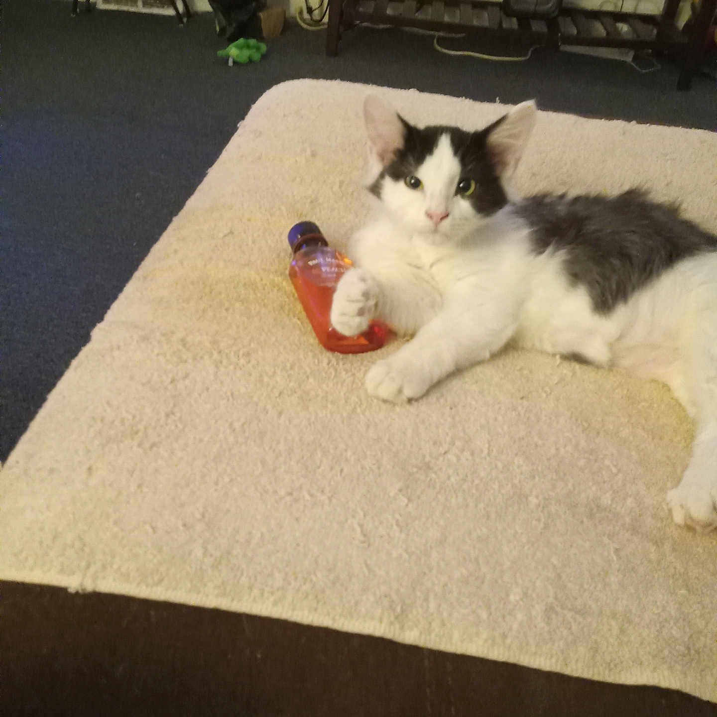 Lilone is registered to the contest to win money with this photo: animal, black_and_white, blanket, bottle, carpet, cat, clock, couch, cozy, domestic, feline, figurine, furniture, home, indoor, laying_down, paw, pet, relaxing, resting
