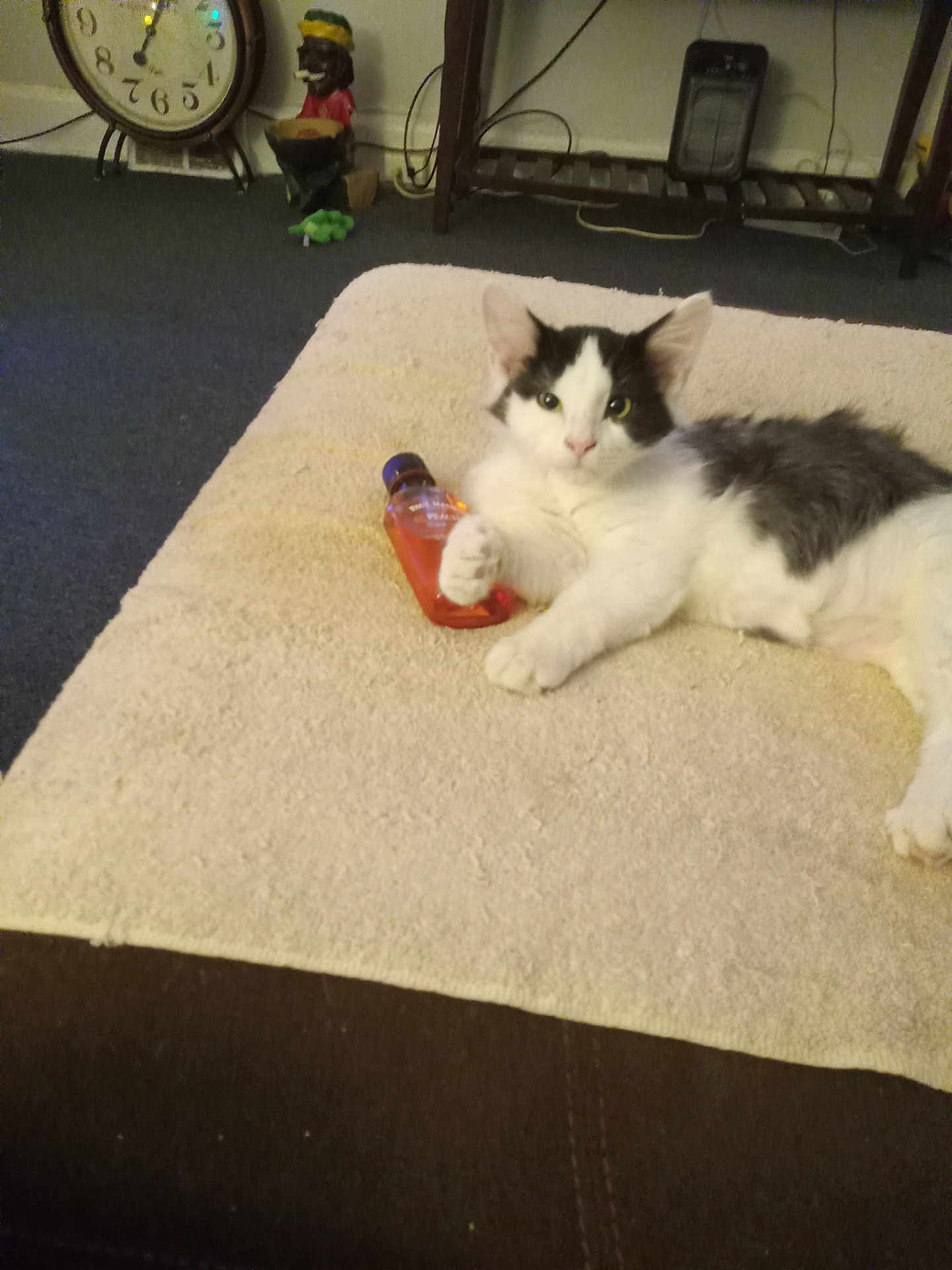 Lilone is registered to the contest to win money with this photo: cat, animal, pet, feline, black_and_white, blanket, couch, bottle, indoor, furniture, clock, figurine, carpet, relaxing, laying_down, paw, domestic, cozy, home, resting
