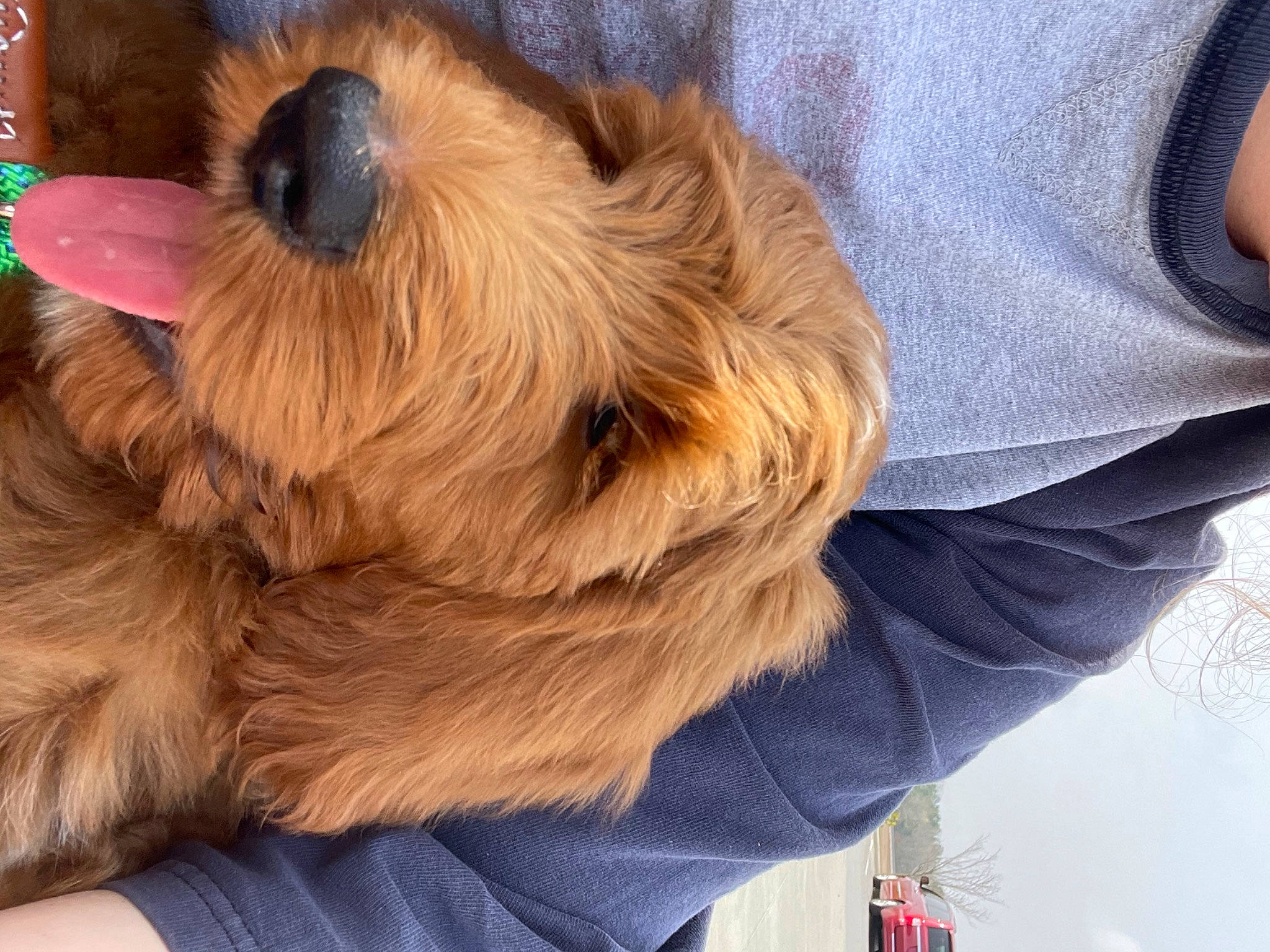 Darby joined the competition — help win amazing prizes! canidae, carnivore, companion_dog, dog, dog_breed, dog_collar, dog_supply, electric_blue, fawn, fur, liver, paw, pet_supply, small_terrier, snout, sporting_group, terrier, toy_dog, working_animal