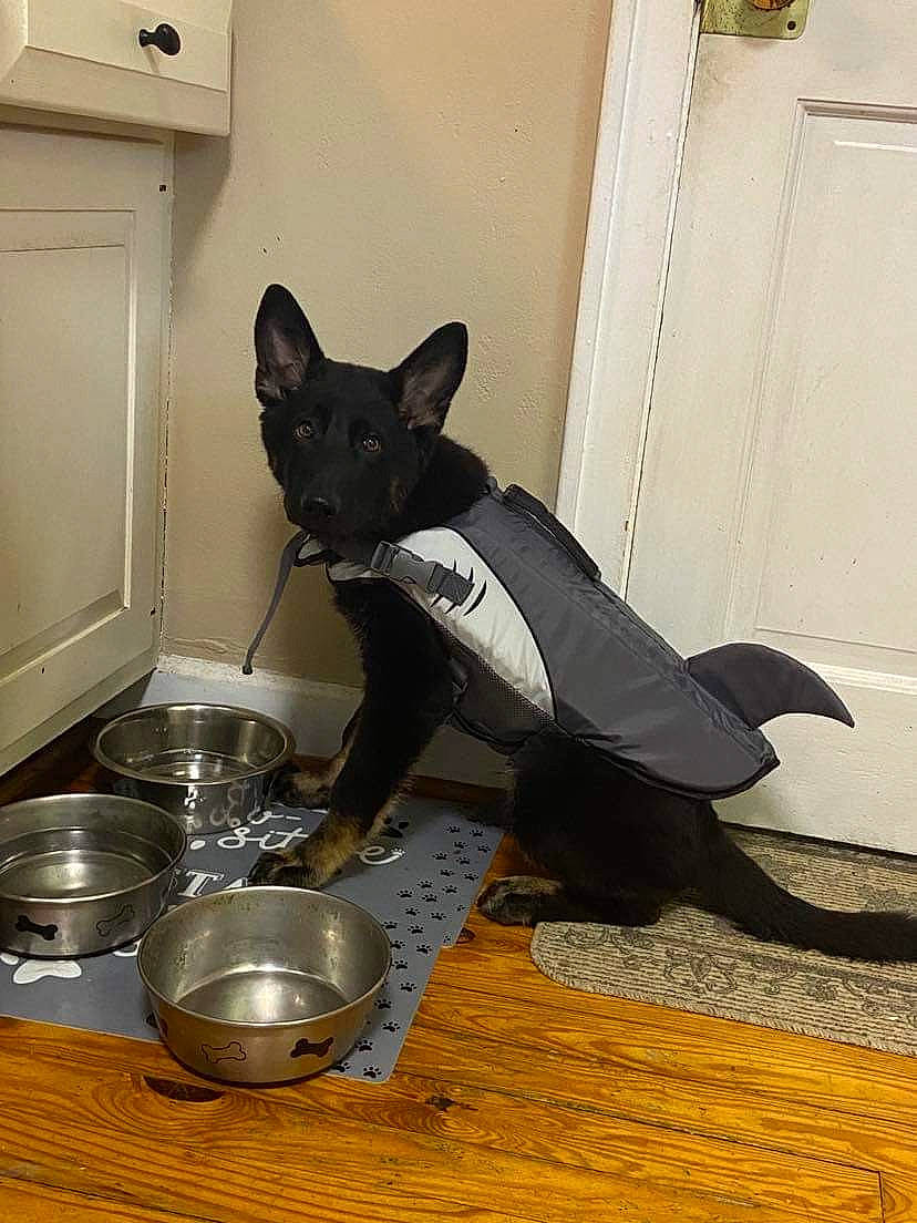 Atlas is registered to the contest to win money with this photo: canidae, carnivore, companion_dog, dog, dog_breed, door, drinkware, felidae, floor, flooring, kitchen_utensil, pet_supply, serveware, small_to_medium_sized_cats, snout, sporting_group, tableware, tail, whiskers, window