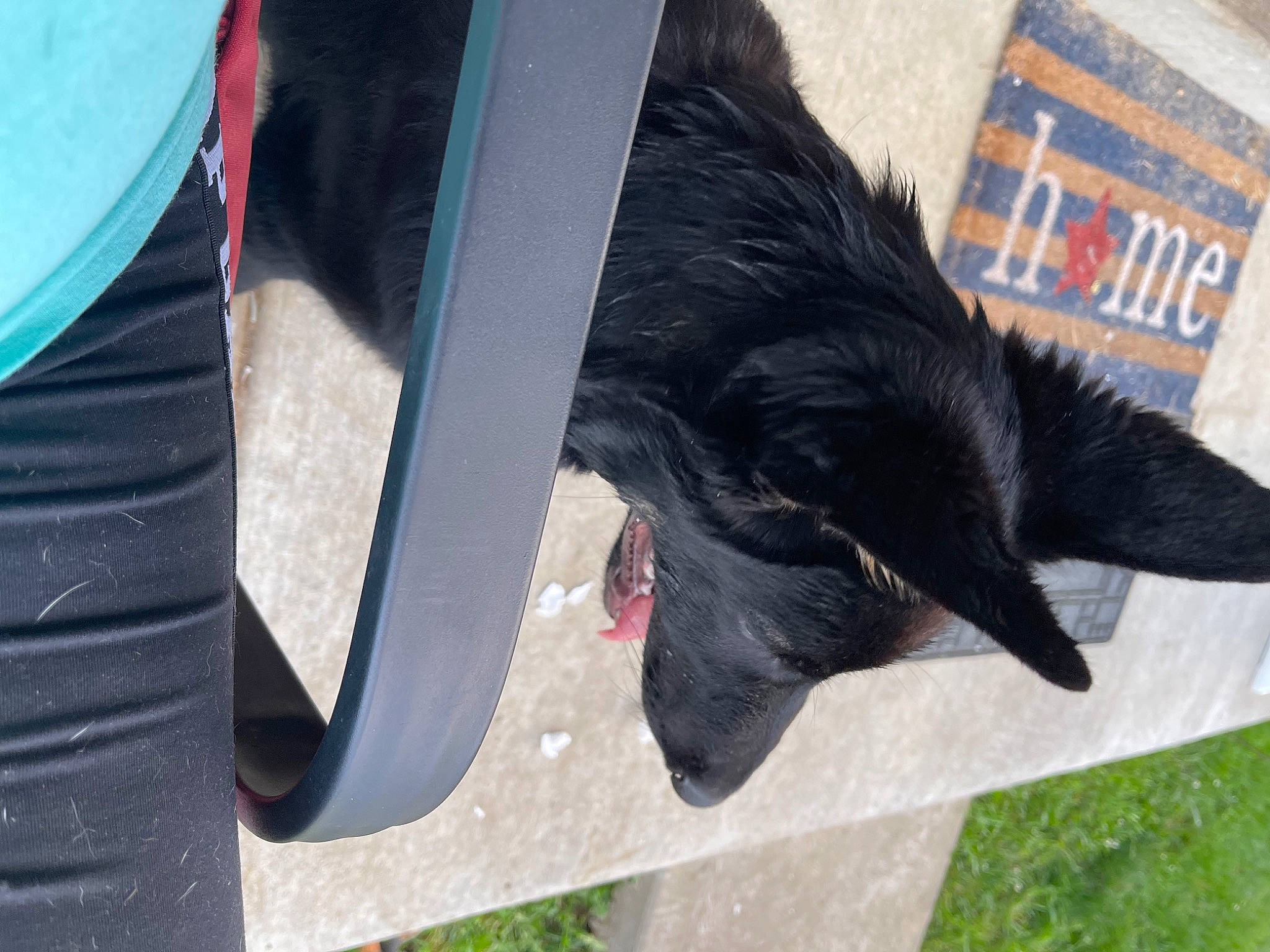 Atlas is registered to the contest to win money with this photo: black_cat, carnivore, claw, collar, companion_dog, dog_breed, felidae, fender, fur, plant, small_to_medium_sized_cats, sporting_group, synthetic_rubber, tail, tints_and_shades, tire_care, tread, wing