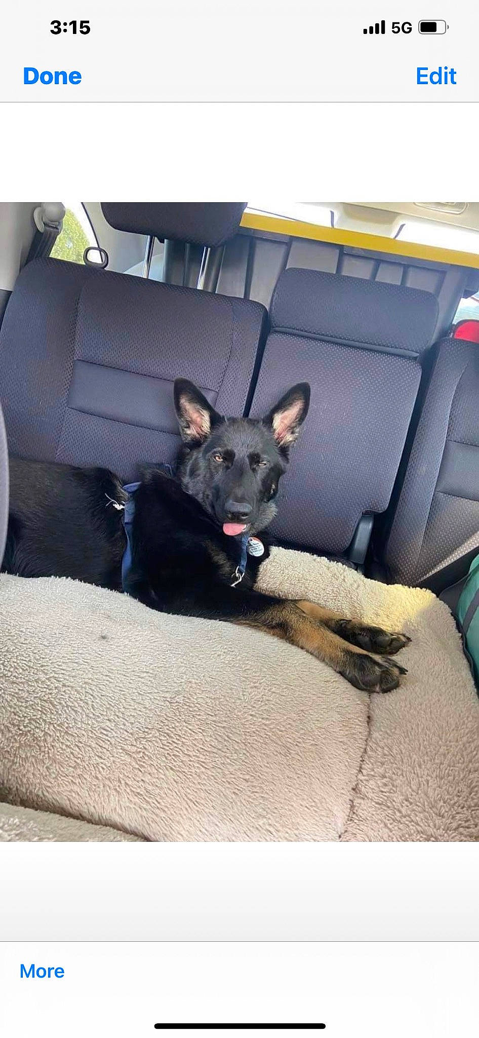 Atlas is registered to the contest to win money with this photo: auto_part, car_seat, car_seat_cover, carnivore, comfort, companion_dog, dog, dog_breed, dog_supply, family_car, fawn, felidae, fur, luxury_vehicle, paw, toy_dog, vehicle, vehicle_door, whiskers, working_animal