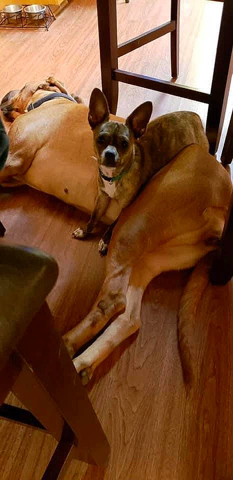 Bleu is registered to the contest to win money with this photo: canidae, carnivore, chihuahua, comfort, companion_dog, dog, dog_breed, dog_sports, dog_supply, fawn, flooring, fur, hardwood, snout, sporting_group, terrestrial_animal, toy_dog, whiskers, wood, working_animal