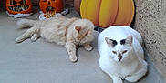 Chewy is registered to the contest to win money with this photo: cat, orange_cat, white_cat, pumpkin, halloween, jack_o_lantern, carved_pumpkin, concrete_floor, potted_plant, decorations, relaxed, animal, pet, indoor, wall, holiday, fall, spooky, cute, resting