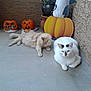 cat, orange_cat, white_cat, pumpkin, halloween, jack_o_lantern, carved_pumpkin, concrete_floor, potted_plant, decorations, relaxed, animal, pet, indoor, wall, holiday, fall, spooky, cute, resting