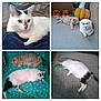Chewy joined the competition — help win amazing prizes! cat, white_cat, black_spots, orange_cat, sleeping_cat, playing_cat, towel, fabric, paw_prints, carpet, pumpkin, halloween, decorations, indoor, outdoor, relaxing, pets, animal, cute, collage
