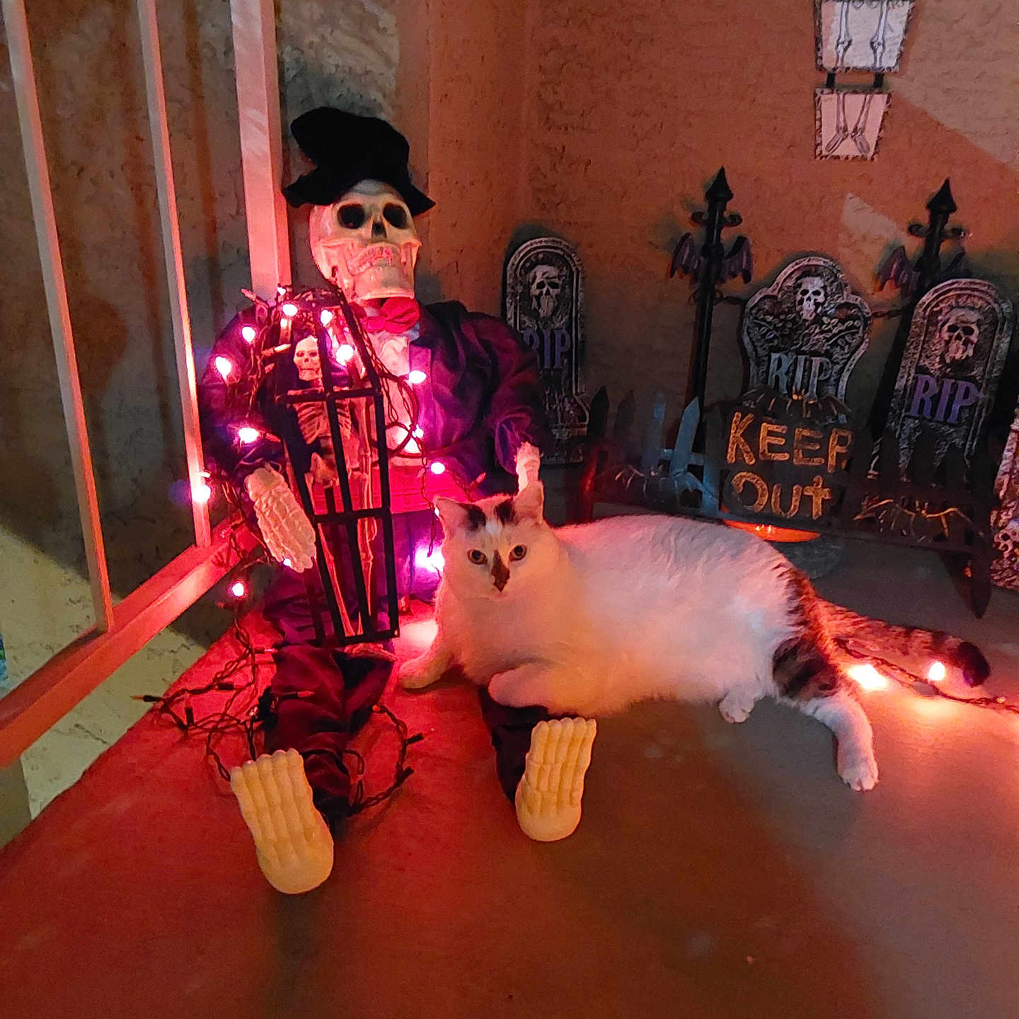 Chewy is registered to the contest to win money with this photo: accessories, adult, altar, animal, architecture, baby, building, cat, church, clothing, face, festival, glasses, head, lighting, male, man, person, pet, prayer