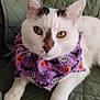 cat, white_cat, pet, animal, close_up, purple_bandana, halloween_theme, pumpkins, bats, skulls, witch_hat, quilted_blanket, green_background, whiskers, ears, eyes, front_paws, indoor, cute, relaxed
