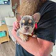 Ruthie is registered to the contest to win money with this photo: beard, black_shirt, close_up, cute, dog, french_bulldog, holding, human_hand, indoor, living_room, man, pet, plant, portrait, puppy, red_bow, sofa, table, television, wood_floor