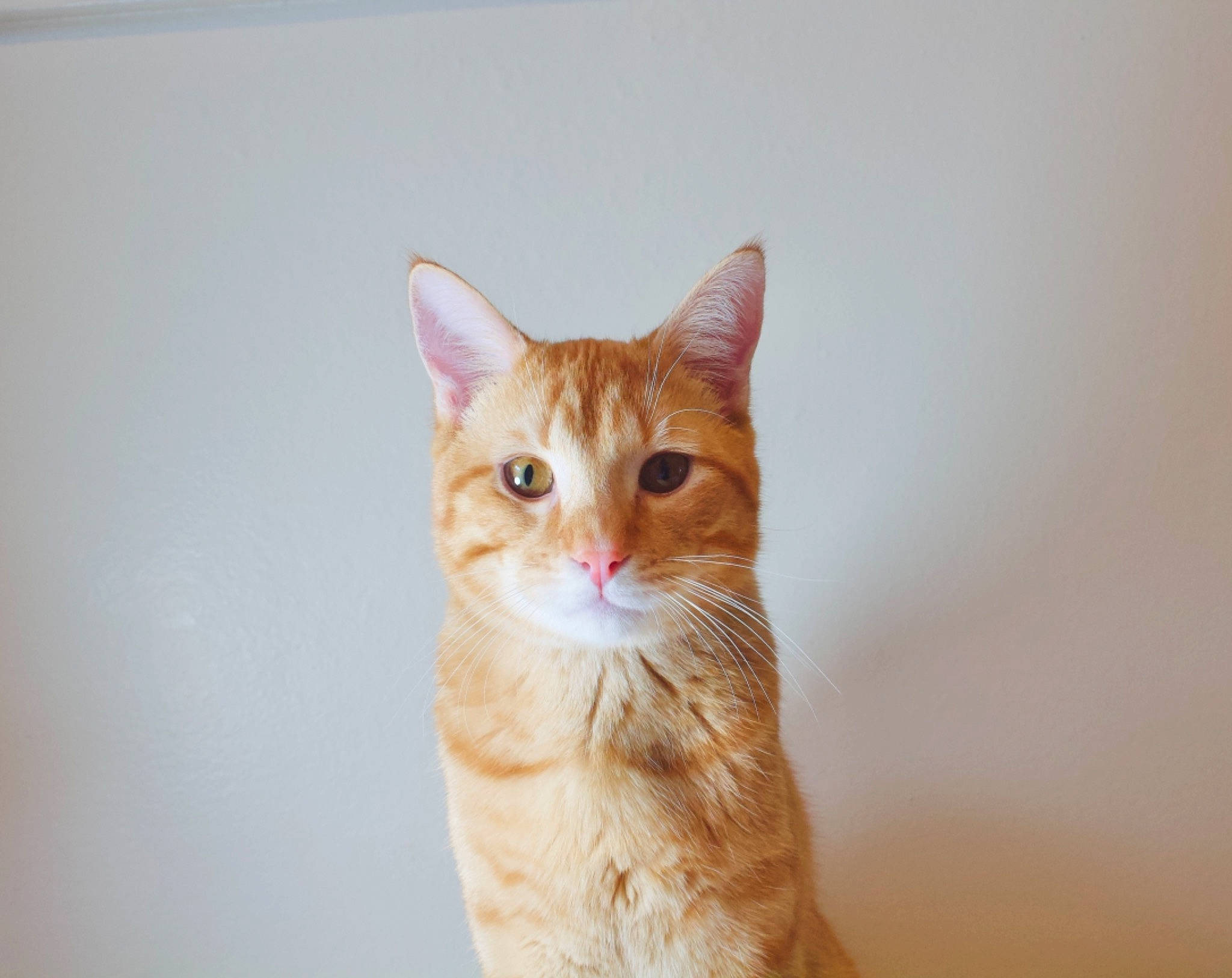 Hooper is registered to the contest to win money with this photo: art, carnivore, cat, domestic_short_haired_cat, door, ear, eye, fawn, felidae, fur, gesture, iris, peach, small_to_medium_sized_cats, snout, tail, tree, whiskers, window, wood