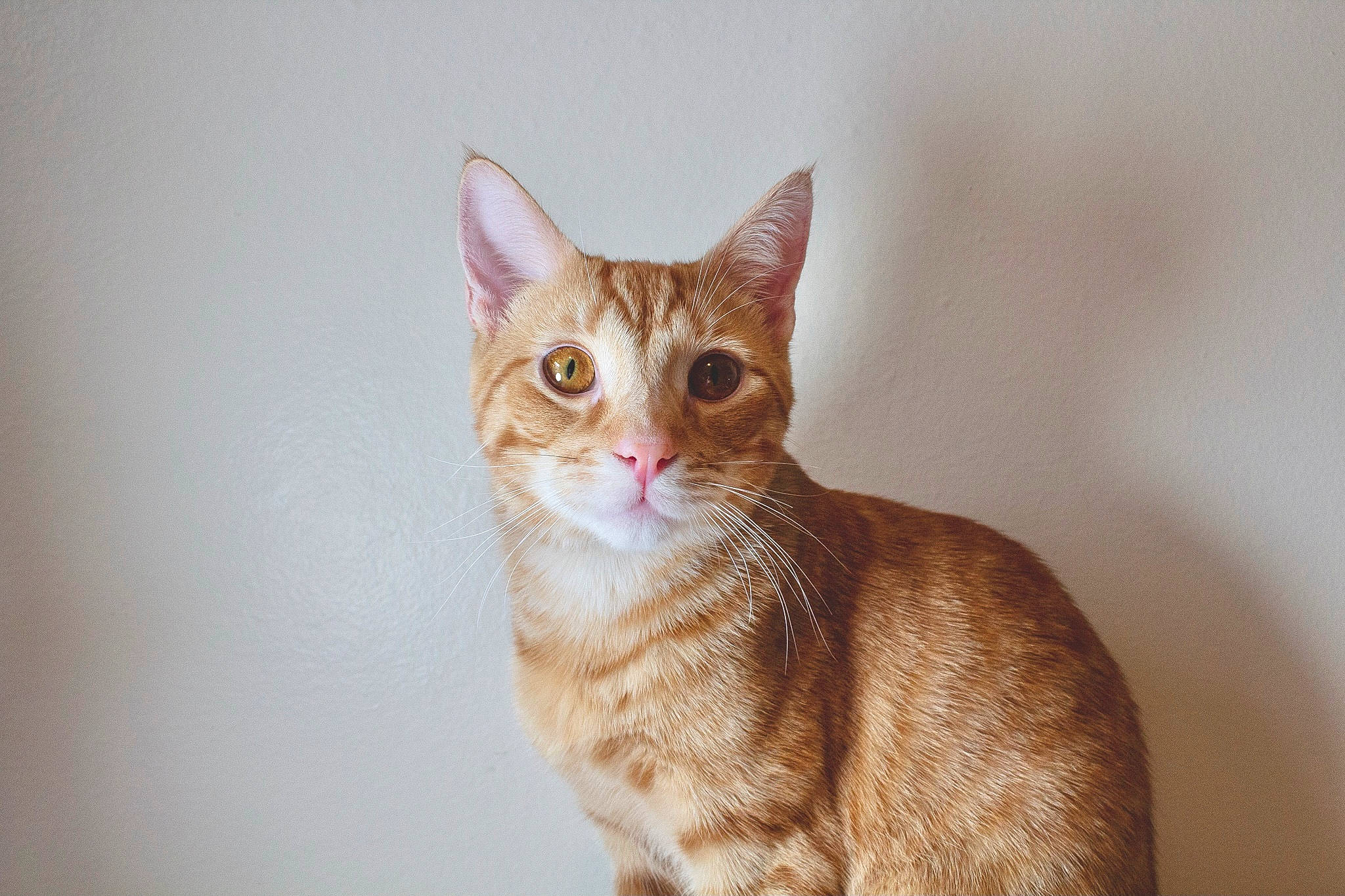 Brody joined the competition — help win amazing prizes! art, carnivore, cat, domestic_short_haired_cat, eye, fawn, felidae, fur, hair, head, peach, small_to_medium_sized_cats, snout, tail, terrestrial_animal, tree, whiskers, wildlife, window, wood