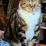 Micah is registered to the contest to win money with this photo: animal, cat, closeup, clutter, cute, domestic_animal, feline, fur, green_eyes, household_items, indoor, perch, pet, pink, portrait, relaxed, sitting, snack_bag, tabby, whiskers