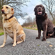 Lupin a rejoint le concours — aidez-le/la à gagner de superbes lots ! dog, labrador, yellow_dog, chocolate_dog, sitting, road, outdoor, trees, leafless_trees, nature, pets, canine, animal, two_dogs, collar, fur, tongue_out, quiet, winter, sky