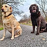 dog, labrador, yellow_dog, chocolate_dog, sitting, road, outdoor, trees, leafless_trees, nature, pets, canine, animal, two_dogs, collar, fur, tongue_out, quiet, winter, sky