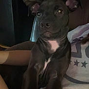 Rosco joined the competition — help win amazing prizes! puppy, dog, black_dog, white_patch, indoor, person, shirt, arm, seated, curious, pet, companion, furniture, relaxed, young_dog, close_up, household_items, canine, looking_away, cozy