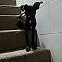 Rosco joined the competition — help win amazing prizes! puppy, dog, stairs, carpet, black_dog, pet, indoor, wall, white_wall, ears, shadow, animal, young_dog, looking, standing, cute, small_dog, fur, tile, home