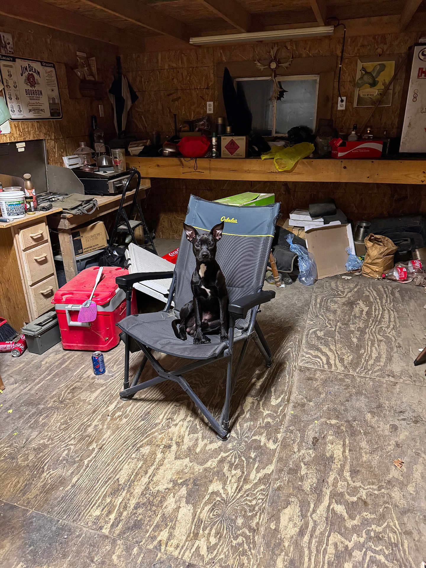 Rosco is registered to the contest to win money with this photo: dog, black_dog, chair, workshop, cluttered, tools, boxes, can, wood_floor, indoor, pet, sitting, folding_chair, alert, rustic, storage, container, plastic_bag, bottle, window