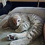 kitten, cat, sleeping, paw, furniture, couch, tabby, gray, striped, indoor, pet, closeup, cozy, relaxing, cute, animal, resting, soft, table, remote_control