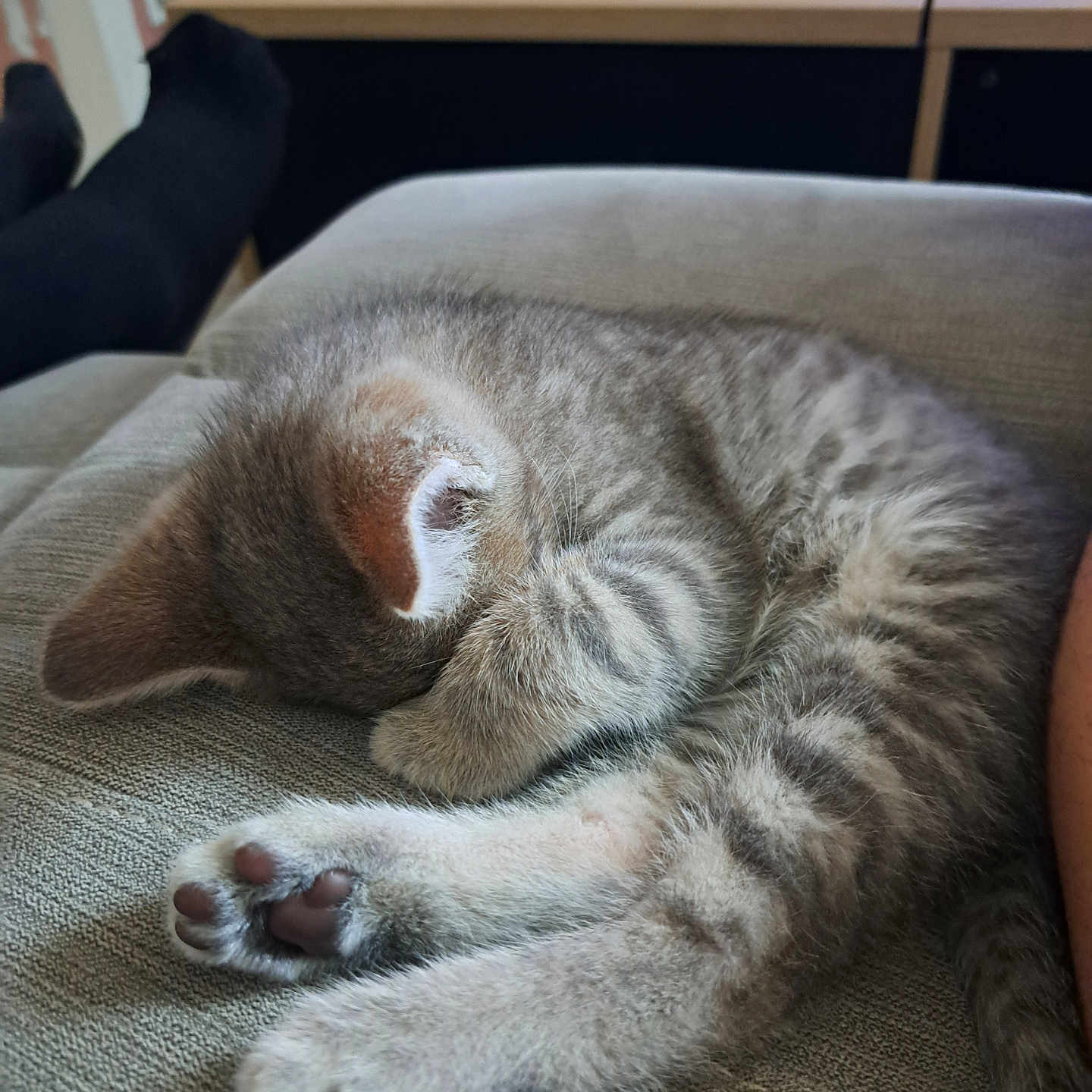 Arco participe au concours pour gagner de l'argent avec cette photo : animal, cat, closeup, couch, cozy, cute, furniture, gray, indoor, kitten, paw, pet, relaxing, remote_control, resting, sleeping, soft, striped, tabby, table