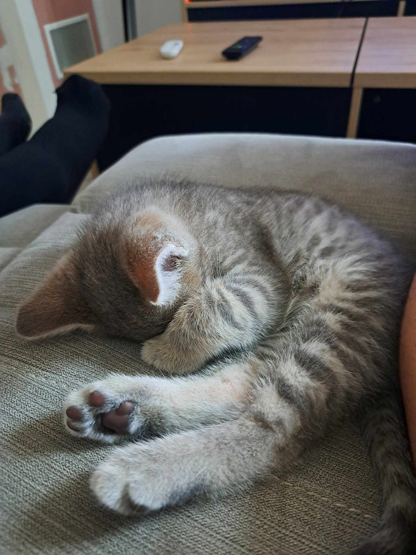 Arco participe au concours pour gagner de l'argent avec cette photo : kitten, cat, sleeping, paw, furniture, couch, tabby, gray, striped, indoor, pet, closeup, cozy, relaxing, cute, animal, resting, soft, table, remote_control