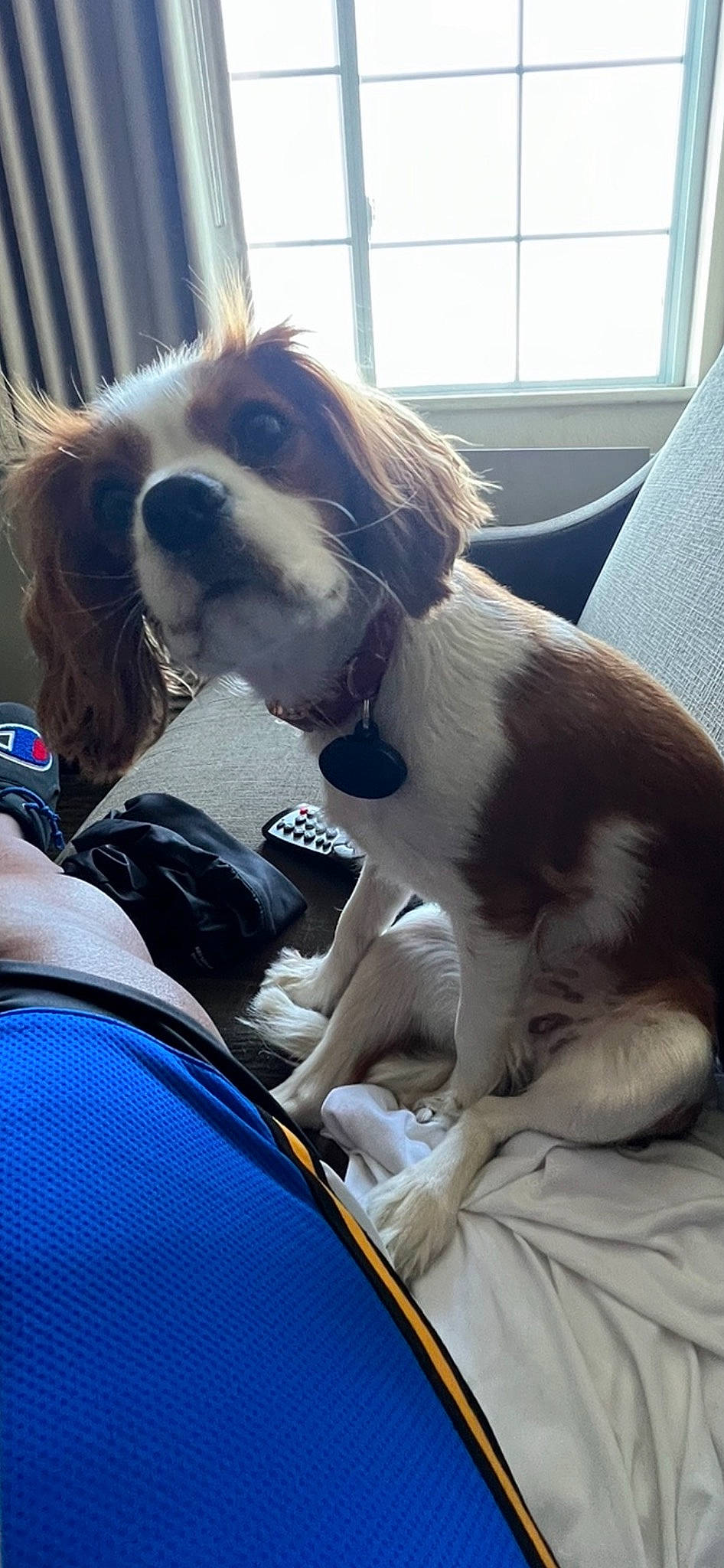 Royal joined the competition — help win amazing prizes! blue, canidae, car_seat_cover, carnivore, collar, comfort, companion_dog, dog, dog_breed, dog_collar, dog_supply, fawn, fur, gun_dog, liver, seat_belt, snout, spaniel, sporting_group, window