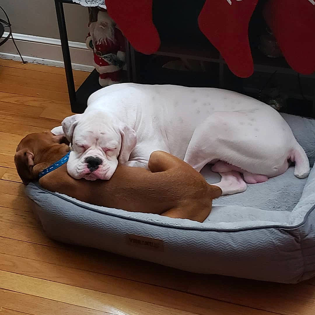 Wilson joined the competition — help win amazing prizes! american_bulldog, boxer, bulldog, canidae, carnivore, companion_dog, dog, dog_breed, dogo_guatemalteco, mammal, nap, non_sporting_group, old_english_bulldog, olde_english_bulldogge, puppy_love, snout, sporting_group, valley_bulldog, vertebrate, white_english_bulldog