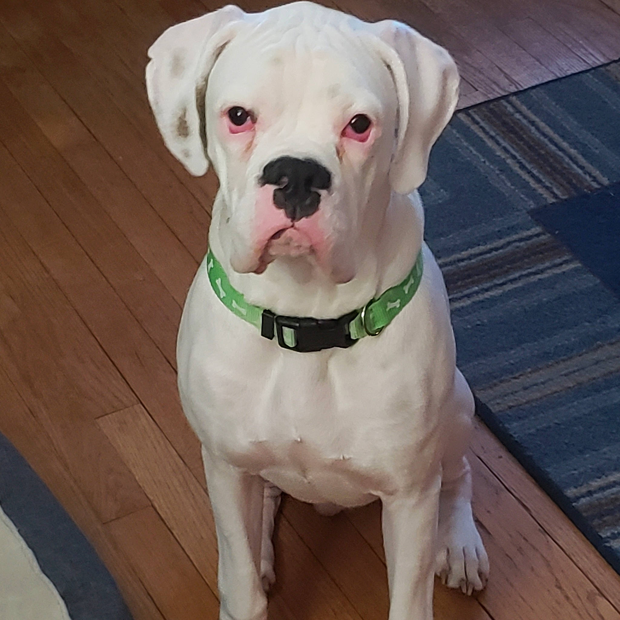 Wilson joined the competition — help win amazing prizes! american_bulldog, bandog, boxer, bulldog, canidae, carnivore, companion_dog, cordoba_fighting_dog, dog, dog_breed, dog_collar, dogo_argentino, dogo_guatemalteco, mammal, molosser, non_sporting_group, snout, valley_bulldog, vertebrate, working_dog