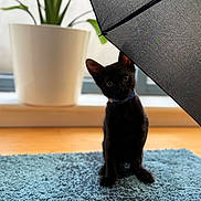 Teriyaki joined the competition — help win amazing prizes! black_cat, kitten, blue_collar, umbrella, indoor, plant_pot, green_leaves, blue_rug, wood_floor, window, curious, pet, animal, sitting, feline, young_cat, domestic_cat, shadows, soft_light, home_decor