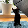 black_cat, kitten, blue_collar, umbrella, indoor, plant_pot, green_leaves, blue_rug, wood_floor, window, curious, pet, animal, sitting, feline, young_cat, domestic_cat, shadows, soft_light, home_decor