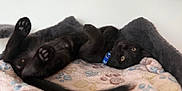 Teriyaki joined the competition — help win amazing prizes! cat, black_cat, pet, animal, bed, blanket, paw_print, cozy, indoor, fur, tail, collar, cute, relaxed, lying_down, soft, feline, domestic_animal, sleepy, resting