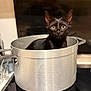 black_cat, kitten, cat, pot, cooking_pot, kitchen, stove, indoor, animal, pet, curious, wide_eyes, cute, sitting, metal, reflection, appliance, domestic, feline, young_cat
