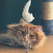 Maksym Krill joined the competition — help win amazing prizes! cat, orange_cat, fluffy, whiskers, toy, feather_toy, cat_tree, curious, pet, indoor, closeup, feline, playful, ears, eyes, fur, animal, domestic_cat, resting, background