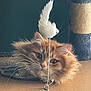 cat, orange_cat, fluffy, whiskers, toy, feather_toy, cat_tree, curious, pet, indoor, closeup, feline, playful, ears, eyes, fur, animal, domestic_cat, resting, background