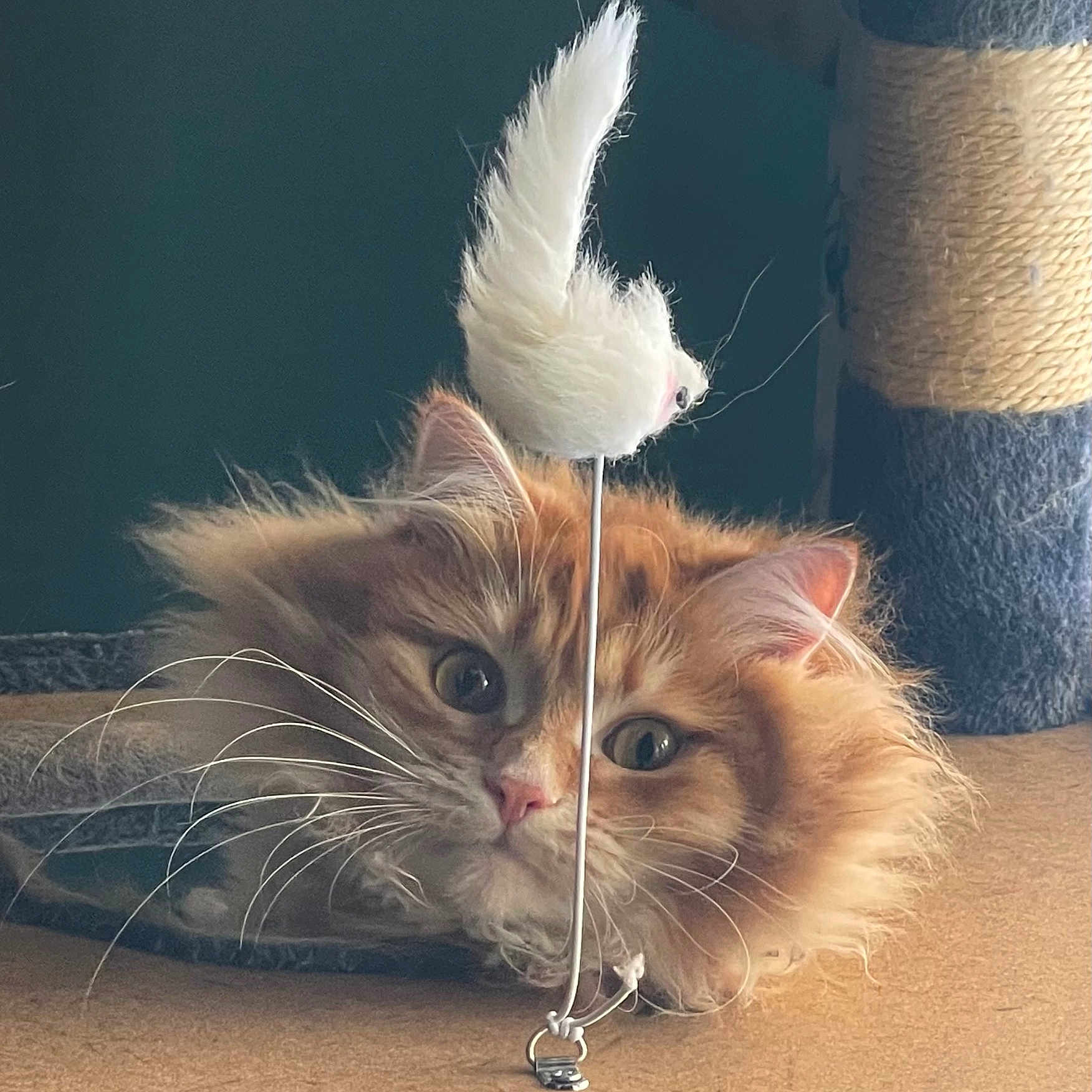 Maksym Krill joined the competition — help win amazing prizes! animal, background, cat, cat_tree, closeup, curious, domestic_cat, ears, eyes, feather_toy, feline, fluffy, fur, indoor, orange_cat, pet, playful, resting, toy, whiskers