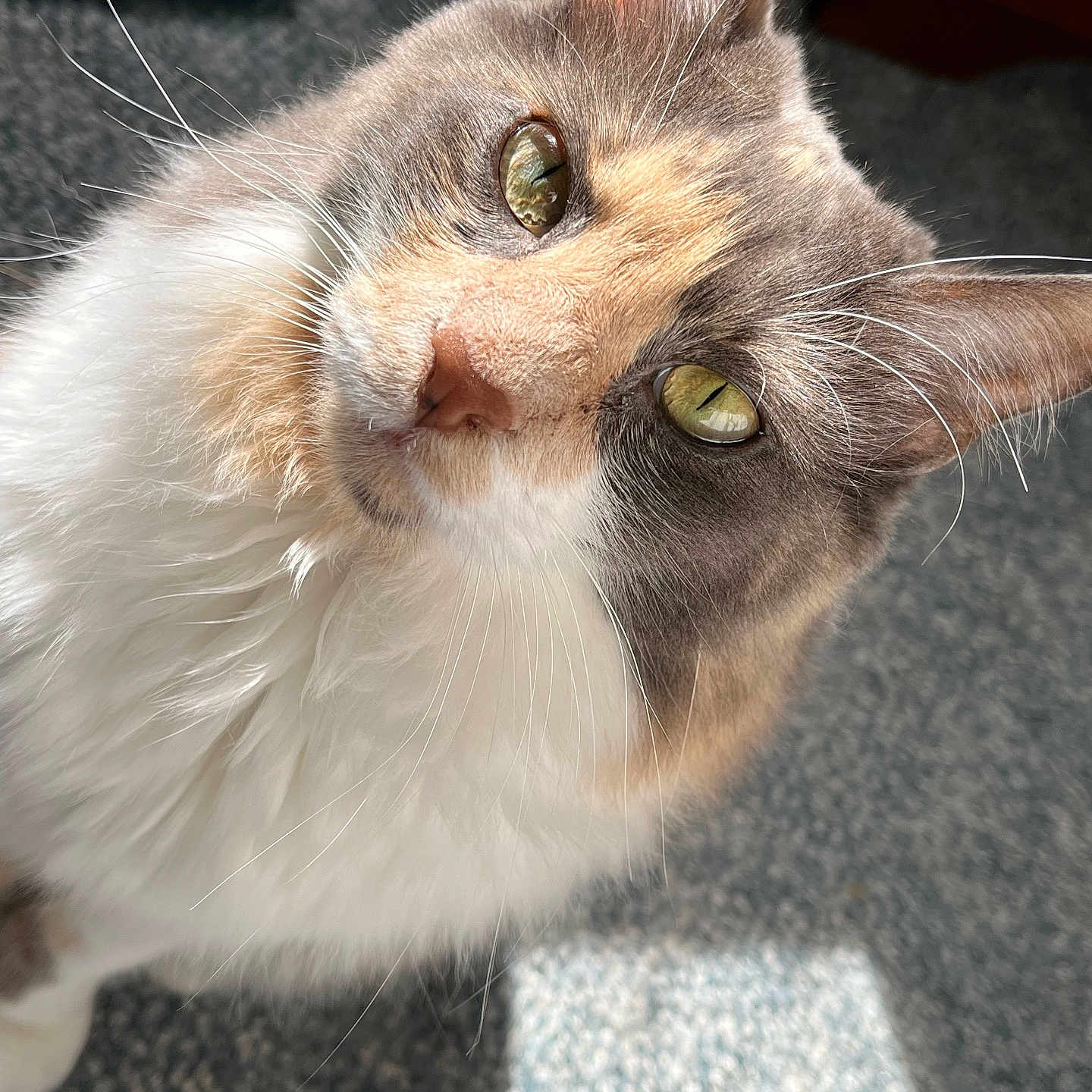 Mia is registered to the contest to win money with this photo: animal, carpet, cat, close_up, curious, cute, domestic_animal, face, feline, fluffy, fur, green_eyes, indoor, mammal, pet, portrait, relaxed, soft, sunlight, whiskers