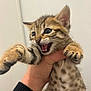 kitten, cat, hand, spots, fur, whiskers, claws, playful, pet, domestic_animal, cute, animal, young, feline, expression, closeup, indoor, light_background, wide_eyes, mouth_open