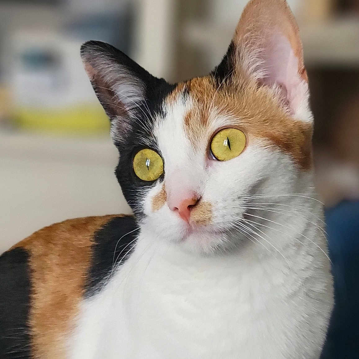 Lily a rejoint le concours — aidez-le/la à gagner de superbes lots ! cat, calico, yellow_eyes, indoor, pet, fur, whiskers, portrait, close_up, animal, cute, domestic_cat, looking_away, soft_light, focus, background_blur, ears, nose, alert, feline