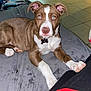 puppy, dog, brown_and_white, blue_eyes, cushion, indoor, tile_floor, pet, collar, curious, young_dog, paw, snout, ears, person, shoe, sneaker, resting, looking_at_camera, home