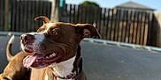 Juelz joined the competition — help win amazing prizes! dog, brown, white, tongue_out, collar, trampoline, outdoor, daylight, tree, fence, pet, canine, happy, playful, animal, sunlight, ears, grass, backyard, nature