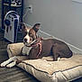 dog, brown_and_white, harness, dog_bed, floor, hardwood_floor, indoor, window, gaming_console, headphones, shelf, shoes, relaxed, pet, animal, alert, curious, furniture, light, home