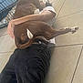 dog, person, floor, tile, indoor, pet_crate, brown_dog, casual_clothing, black_pants, white_shirt, affection, hug, lying_down, tail, paw, human_arm, relaxation, bond, comfort, home