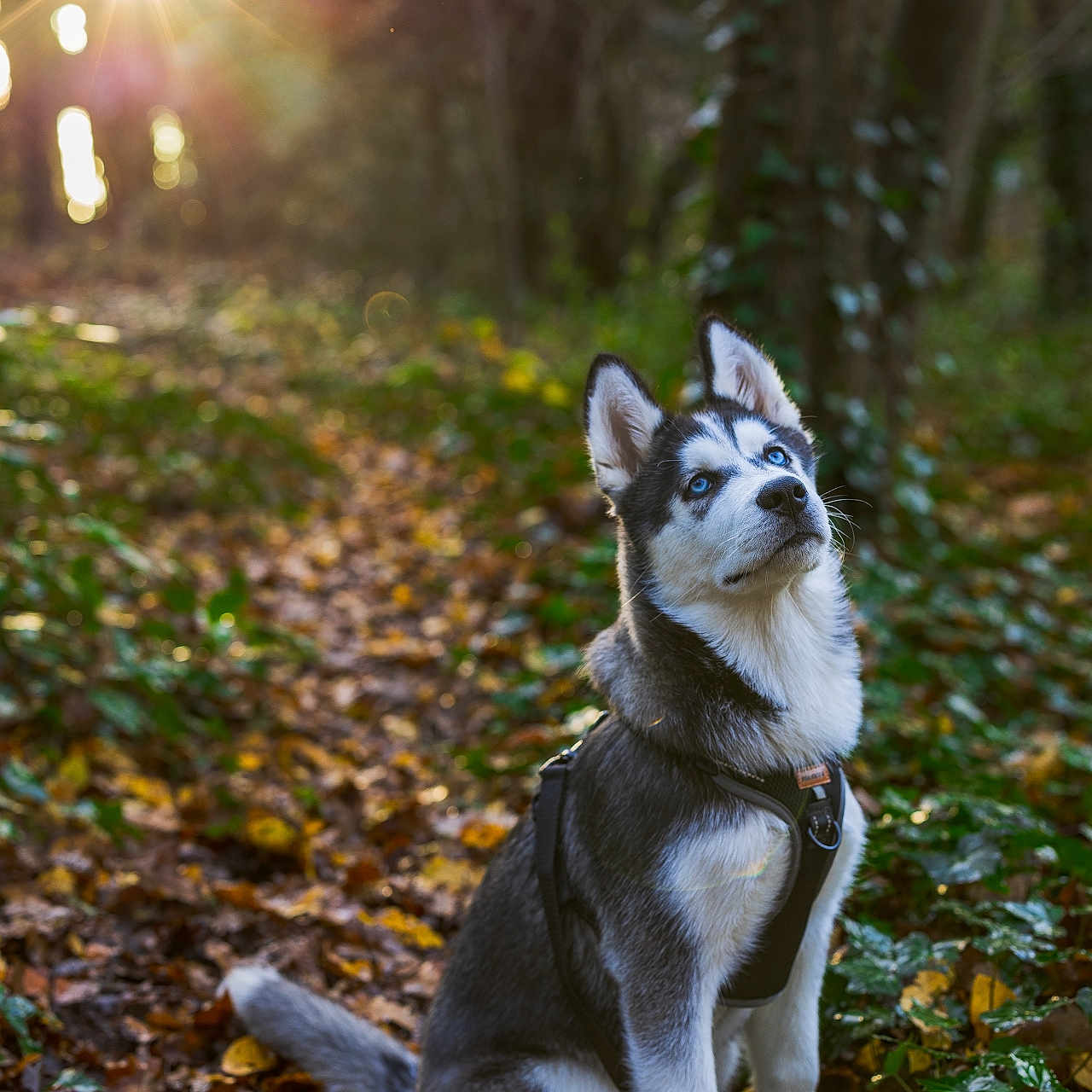 Oslo a rejoint le concours — aidez-le/la à gagner de superbes lots ! animal, canine, dog, eskimodog, flare, grass, husky, light, machine, nature, outdoors, pet, plant, puppy, sky, spoke, sunlight, tree, treetrunk, vegetation