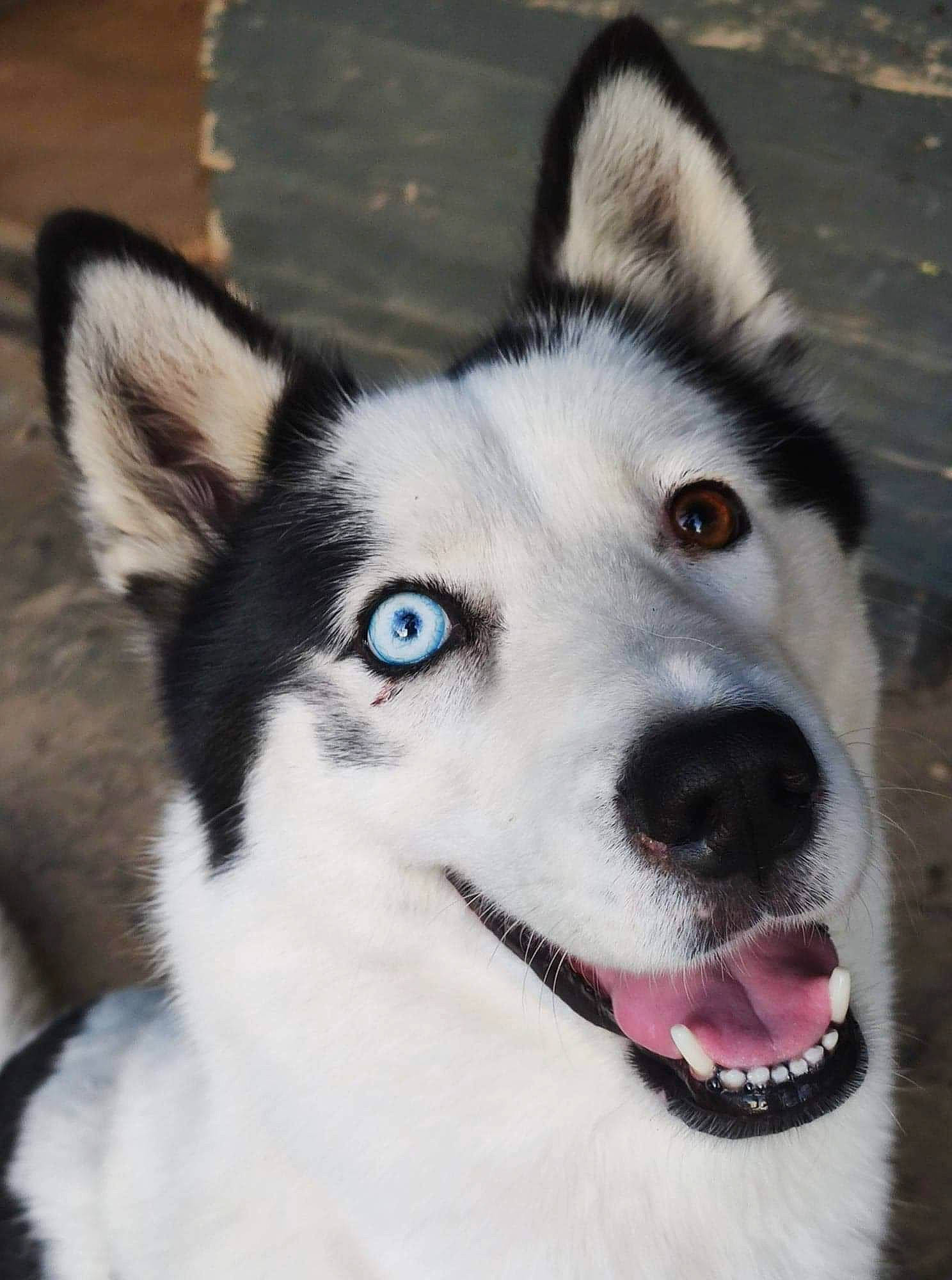 Jaika participe au concours pour gagner de l'argent avec cette photo : alaskan_klee_kai, alaskan_malamute, canadian_eskimo_dog, canidae, carnivore, dog, dog_breed, east_siberian_laika, greenland_dog, mammal, miniature_siberian_husky, native_american_indian_dog, northern_inuit_dog, nose, sakhalin_husky, seppala_siberian_sleddog, siberian_husky, sled_dog, snout, vertebrate