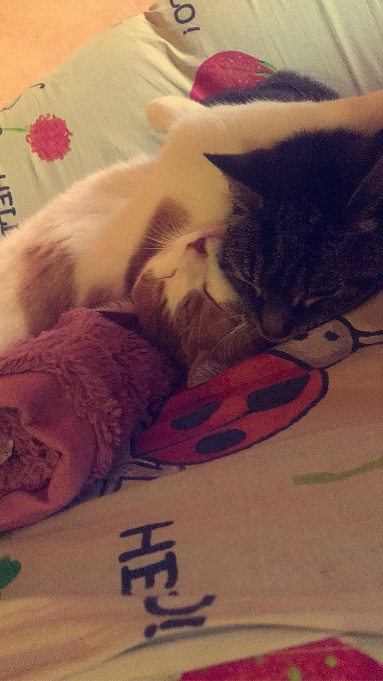 Marley participe au concours pour gagner de l'argent avec cette photo : carmine, carnivore, cat, claw, comfort, companion_dog, domestic_short_haired_cat, fawn, felidae, flesh, fur, love, mammal, paw, photo_caption, small_to_medium_sized_cats, snout, tail, textile, whiskers