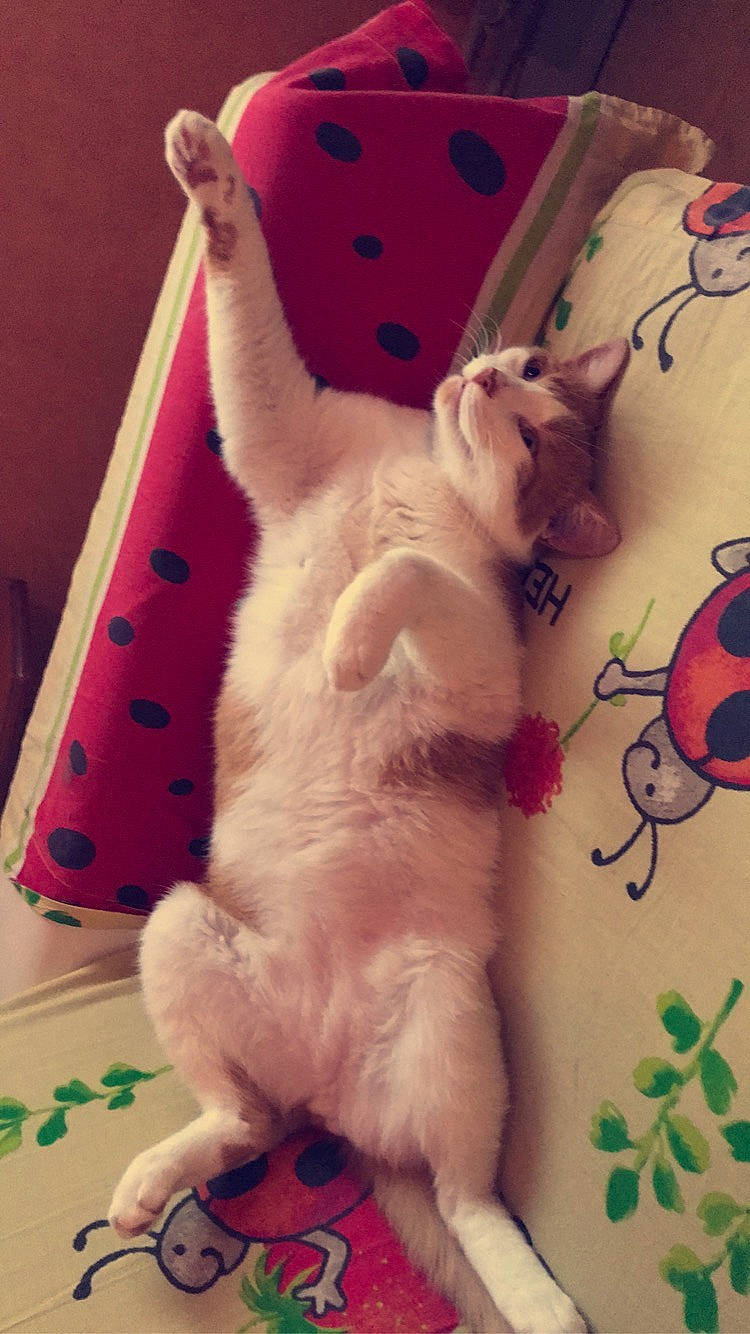 Marley participe au concours pour gagner de l'argent avec cette photo : carnivore, cat, cat_supply, comfort, domestic_short_haired_cat, fawn, felidae, foot, fur, linens, pattern, paw, pink, room, small_to_medium_sized_cats, tail, textile, whiskers