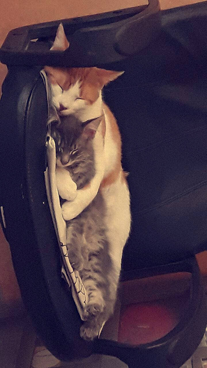 Marley a rejoint le concours — aidez-le/la à gagner de superbes lots ! bag, carnivore, cat, comfort, companion_dog, domestic_short_haired_cat, elbow, eye, fawn, felidae, flash_photography, jaw, lap, luggage_and_bags, mammal, small_to_medium_sized_cats, snout, tail, vertebrate, whiskers