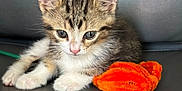 Enzo joined the competition — help win amazing prizes! kitten, cat, pet, animal, furry, cute, small, toy, orange, playful, fur, ears, whiskers, paws, indoor, gray_background, young, resting, closeup, adorable